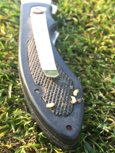Annual bluegrass weevil larvae on handle of pocket knife